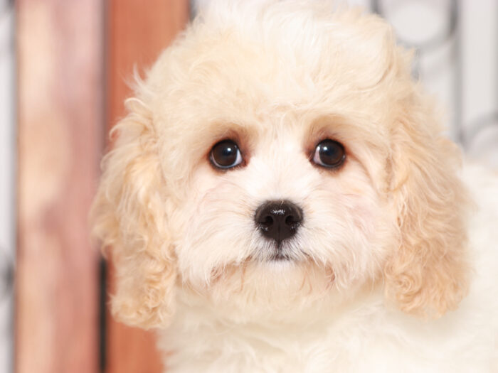 cavachon puppy for sale