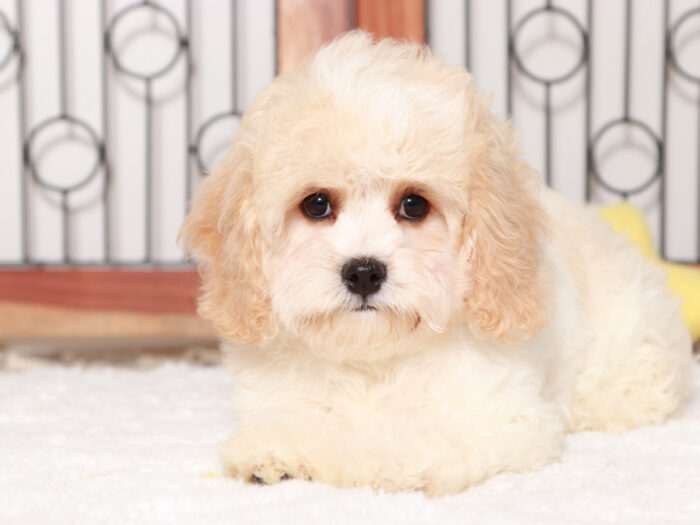 Cavachon puppies