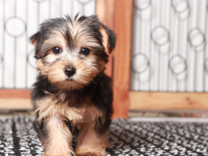 Tessa - Adorable Female Yorkie Puppy