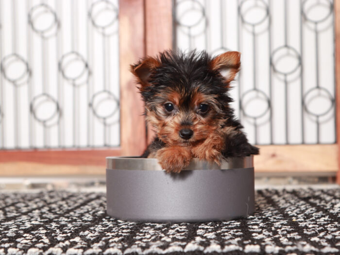 Tessa - Adorable Little TEACUP Female Yorkie Puppy