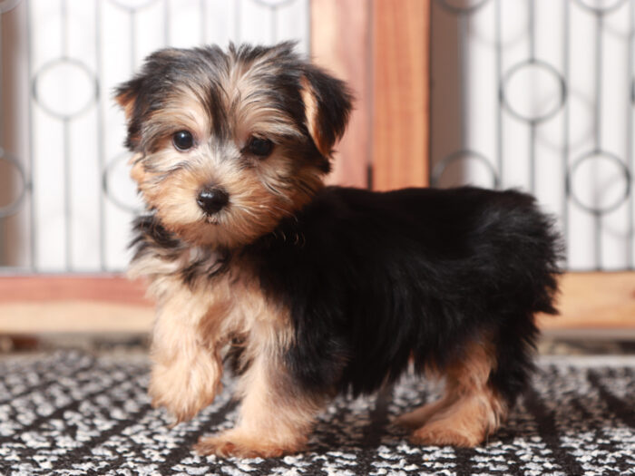 Tessa - Adorable Female Yorkie Puppy - Image 2