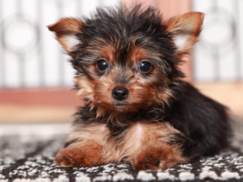 Teacup Yorkie