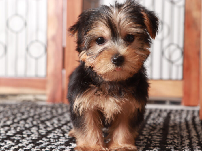 Tessa - Adorable Female Yorkie Puppy - Image 3