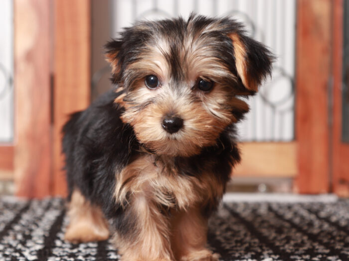 Tessa - Adorable Female Yorkie Puppy - Image 4