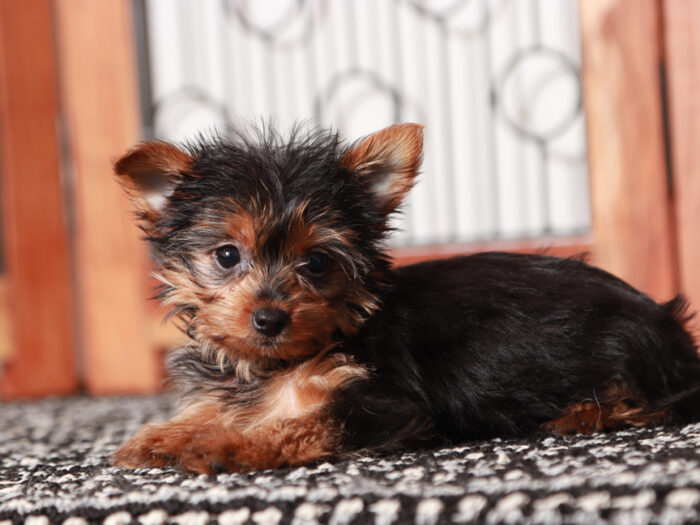 Teacup Yorkie