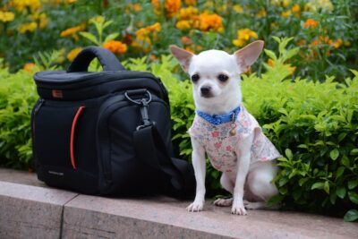 White Chihuahua Outside Sitting Beside a Camera Bag