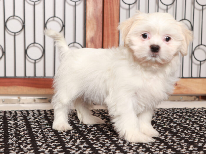 Theresa - Sweet Female Teddy Bear Puppy for Sale in Florida - Image 3