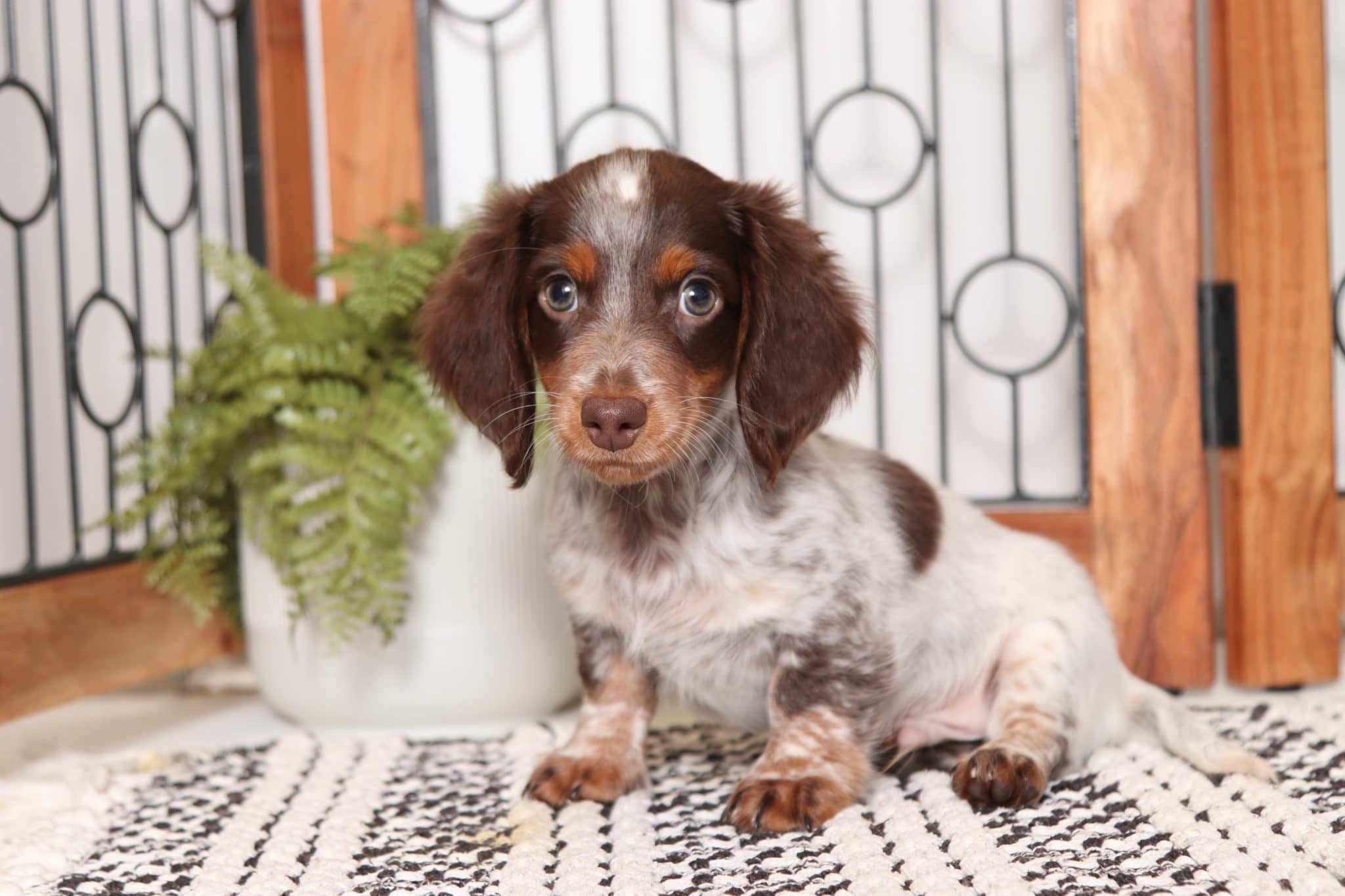 Thumper - Dapper ACA Male Long Hair Dachshund Puppy