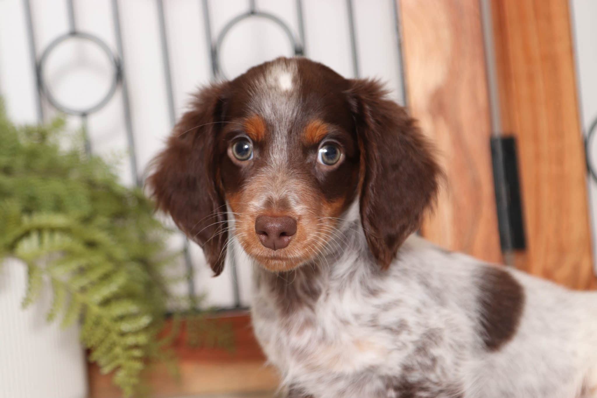 Thumper - Dapper ACA Male Long Hair Dachshund Puppy - Image 2