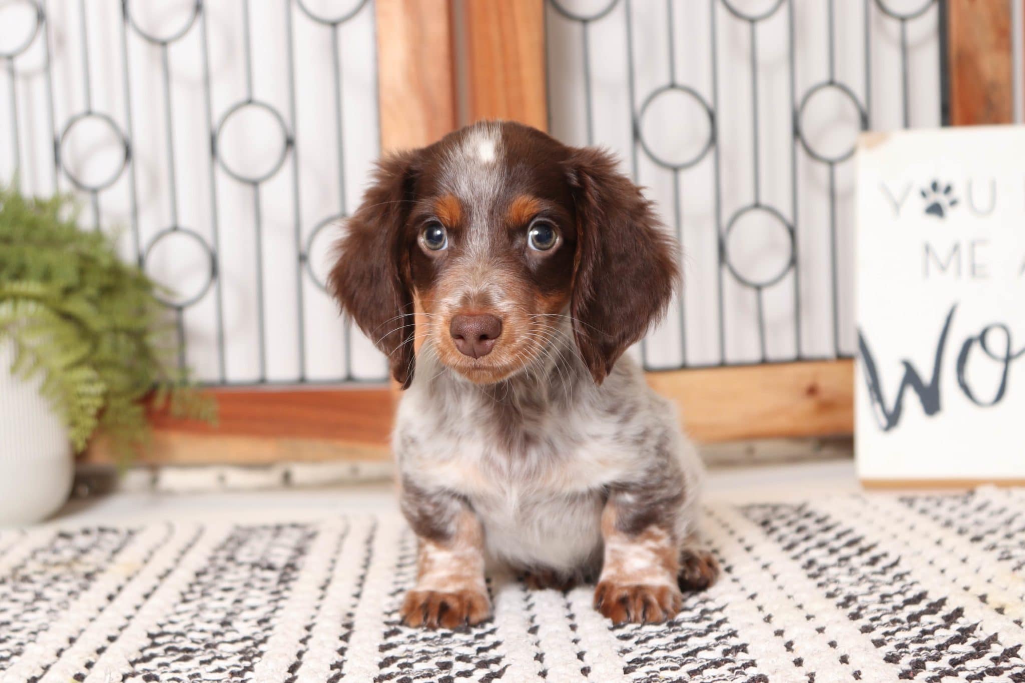Thumper - Dapper ACA Male Long Hair Dachshund Puppy - Image 3