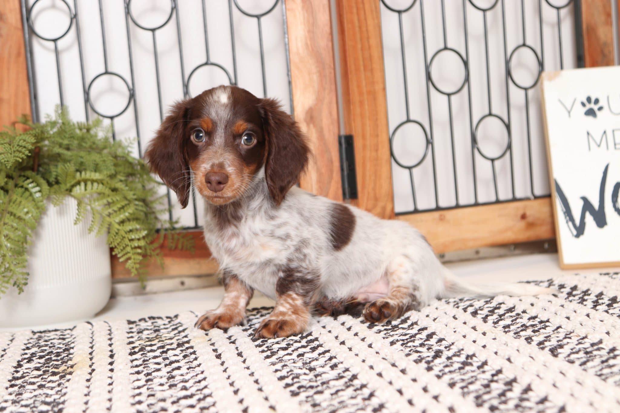Thumper - Dapper ACA Male Long Hair Dachshund Puppy - Image 4