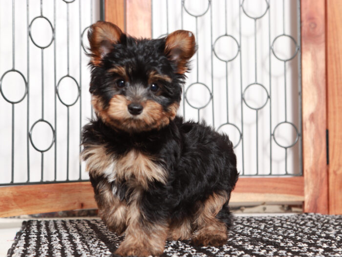 Tigger - Handsome Little Male Yorkie Puppy