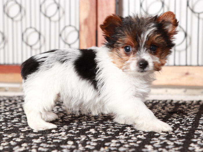 Biewer Yorkshire Terrier in Florida