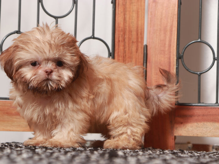 Tiki - Stellar Little Female Imperial Shi-Tzu Puppy - Image 2