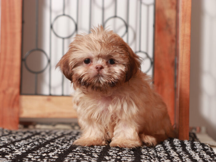 Tiki - Stellar Little Female Imperial Shi-Tzu Puppy - Image 3