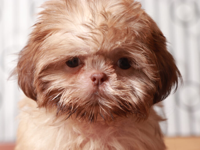 Tiki - Stellar Little Female Imperial Shi-Tzu Puppy - Image 4