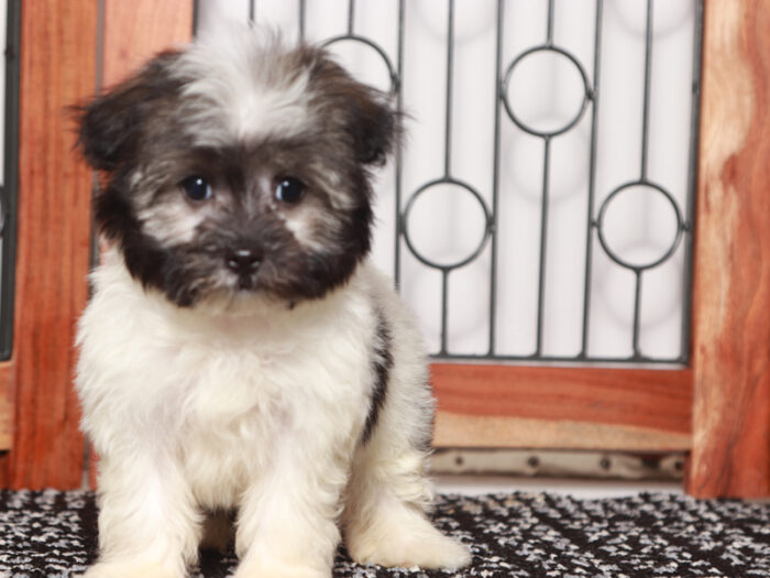 Tilly  - Loving Little AKC Female Havanese Puppy