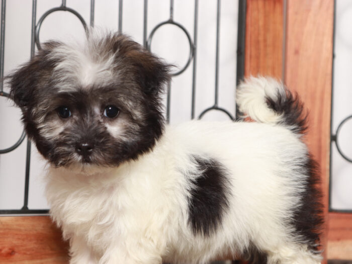 Tilly  - Loving Little AKC Female Havanese Puppy - Image 2