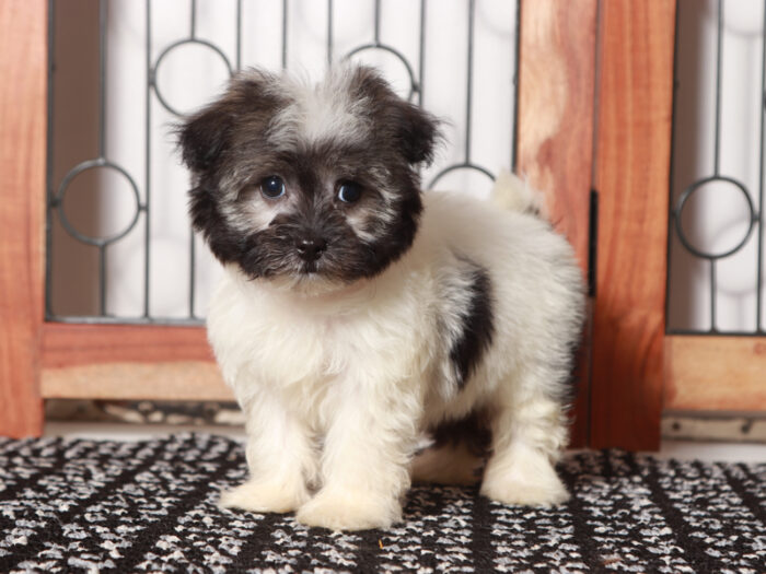 Tilly  - Loving Little AKC Female Havanese Puppy - Image 3