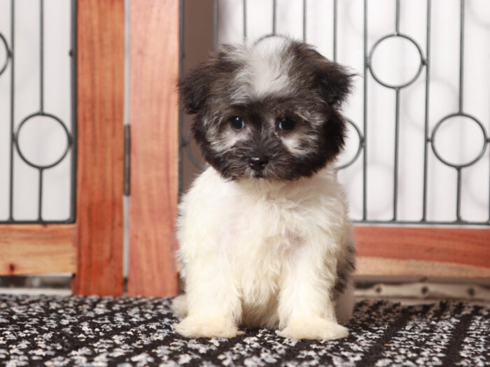 Tilly  - Loving Little AKC Female Havanese Puppy - Image 4