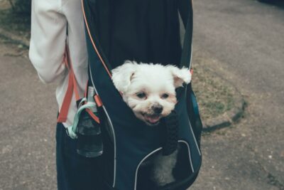 Dog in a backpack