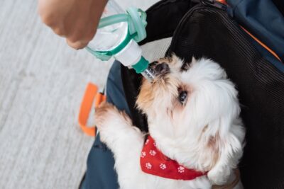 Dog drinking water