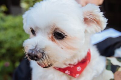 Close-up photo of Maltese dog