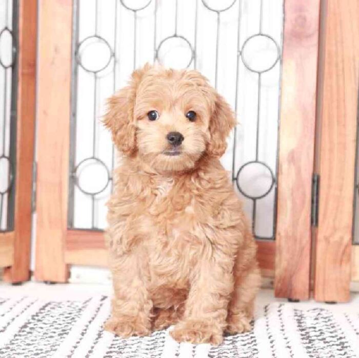 Troy - Super Cute Cockapoo - Image 3