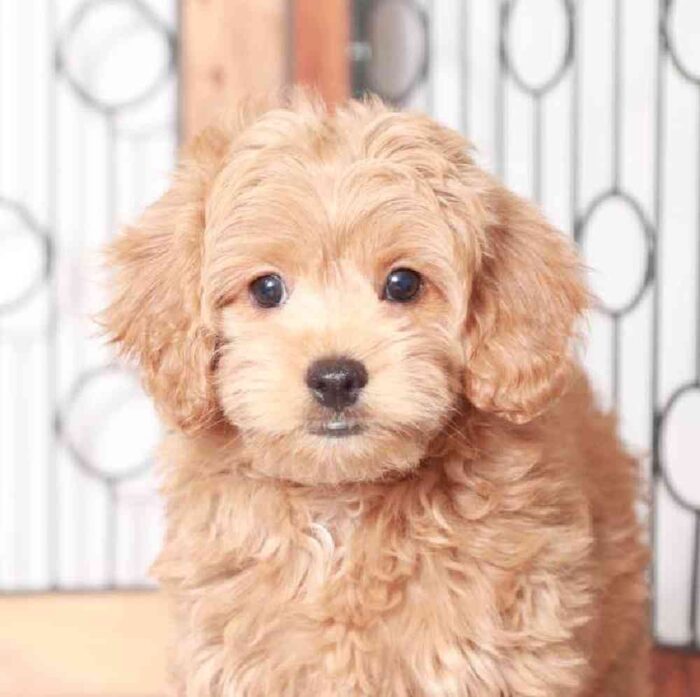 Troy - Super Cute Cockapoo - Image 2