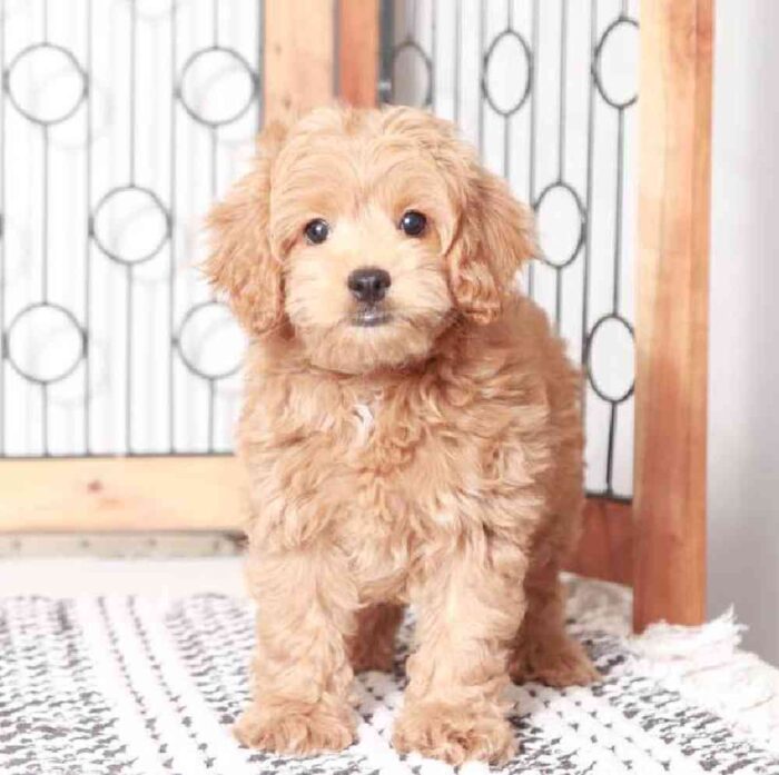 Troy - Super Cute Cockapoo