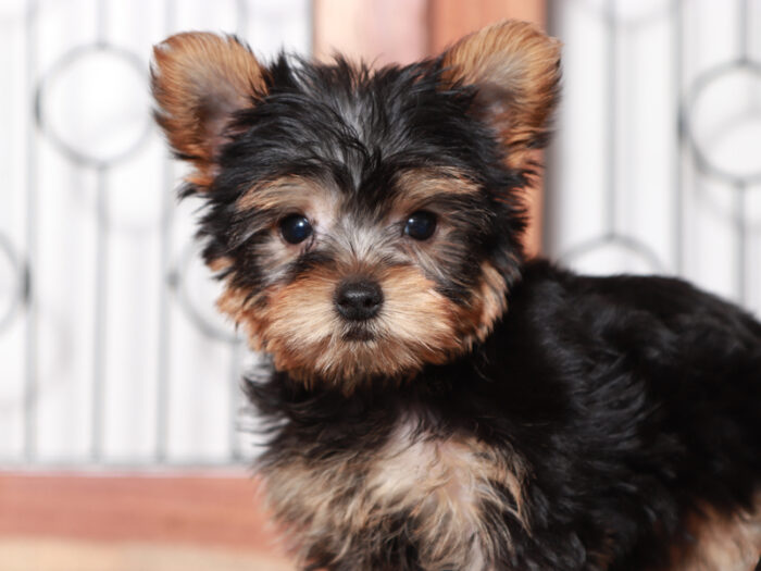 Tucker - Cute Male Yorkie Puppy