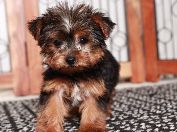 Tucker - Handsome Little TEACUP Male Yorkie Puppy