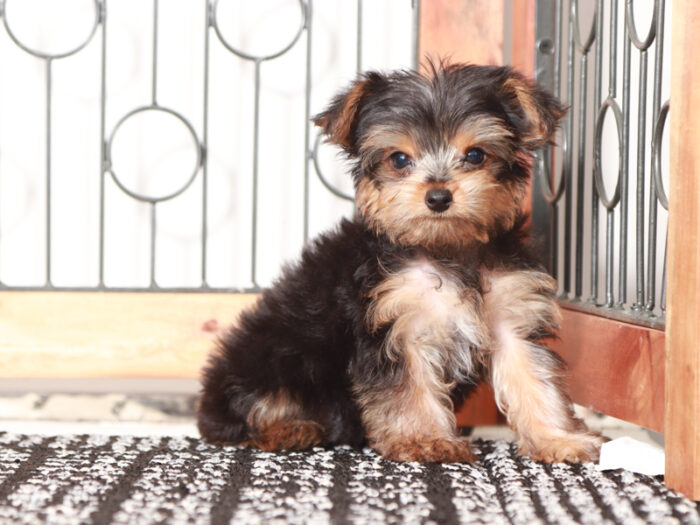 Tucker - Male Yorkie Puppy