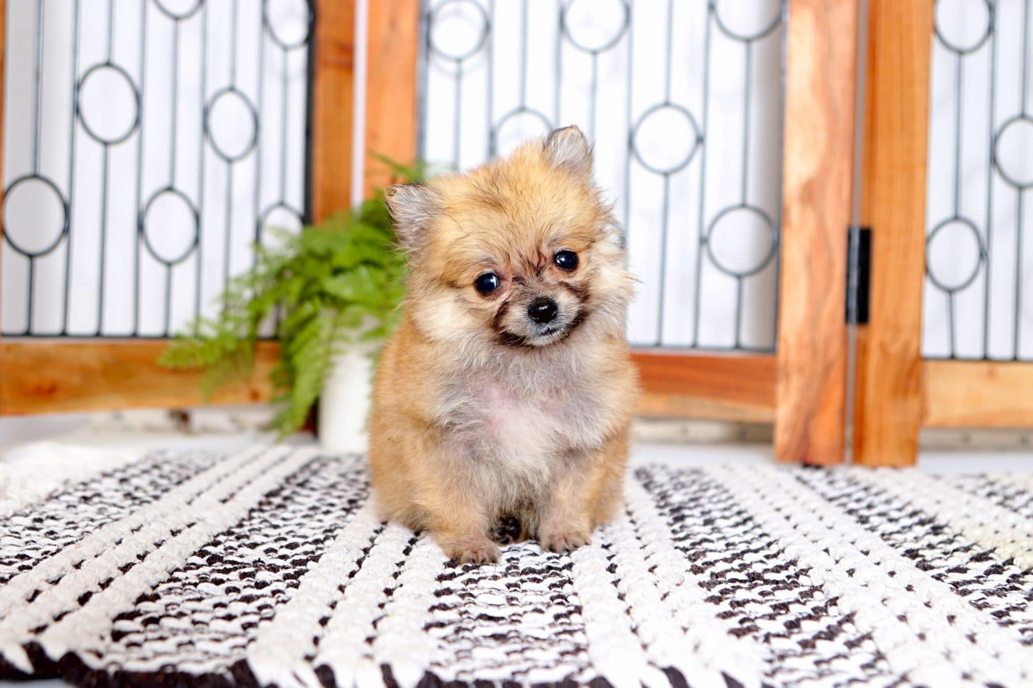 Tucker SUPER TINY Micro Teacup Pomeranian Puppy - Florida ...