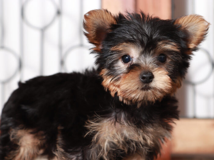 Tucker - Cute Male Yorkie Puppy - Image 2
