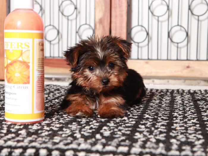 teacup yorkie