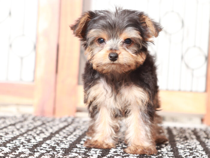 Tucker - Male Yorkie Puppy - Image 2