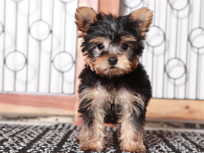 Tucker - Cute Male Yorkie Puppy - Image 3
