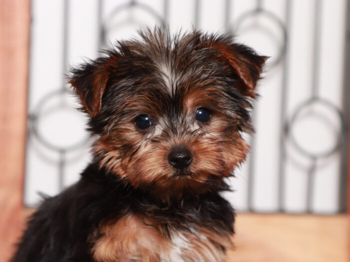 teacup yorkie