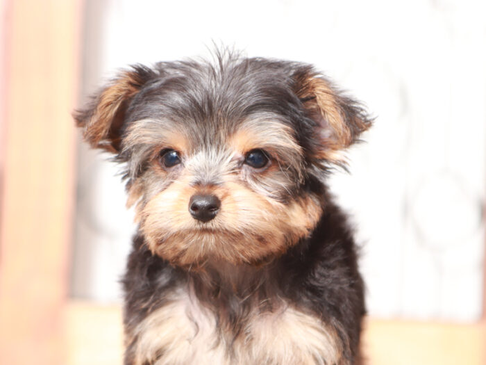 Tucker - Male Yorkie Puppy - Image 3
