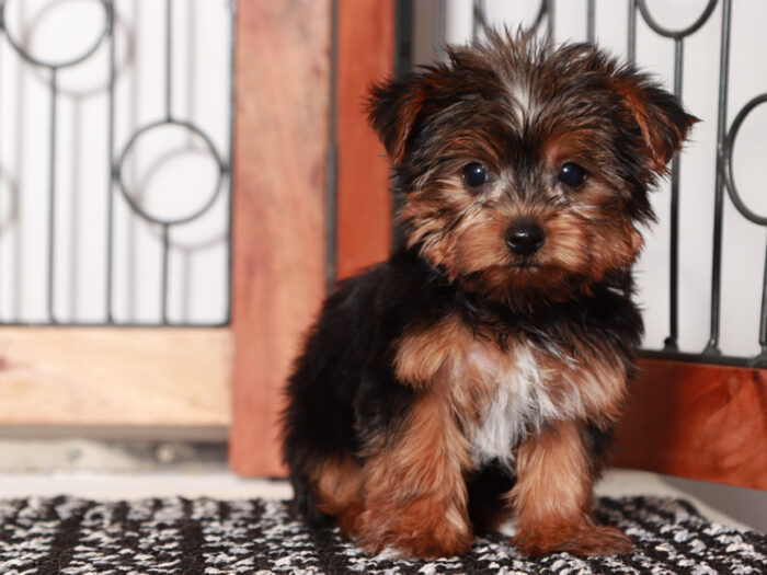 teacup Yorkie in Florida