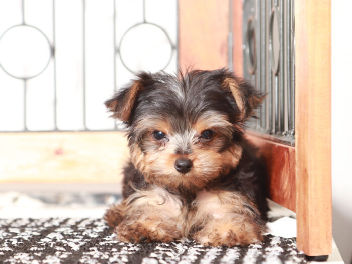 Tucker - Male Yorkie Puppy - Image 4