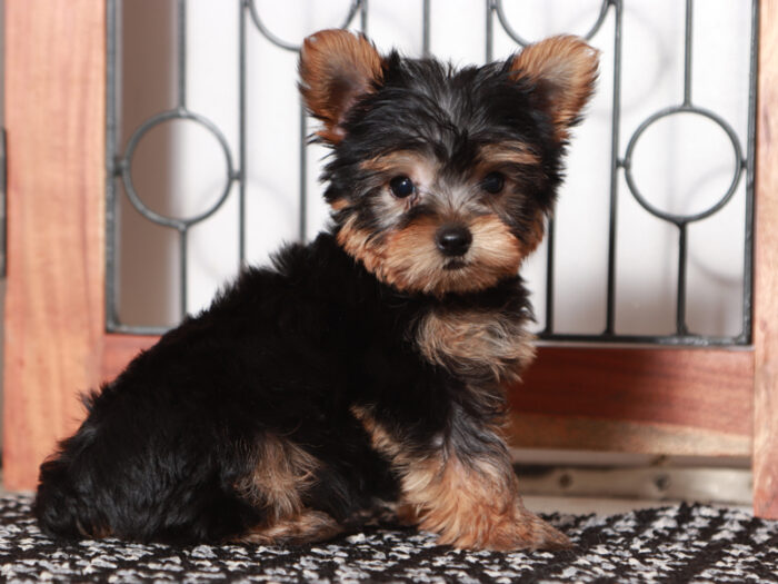 Tucker - Cute Male Yorkie Puppy - Image 4