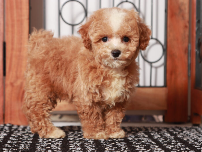 Turbo - Fun male F1B Poochon Puppy