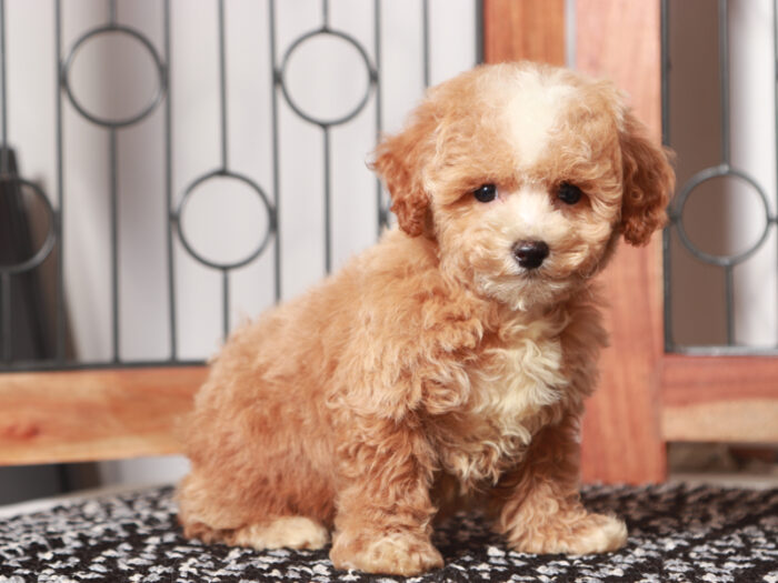 Turbo - Fun male F1B Poochon Puppy - Image 4