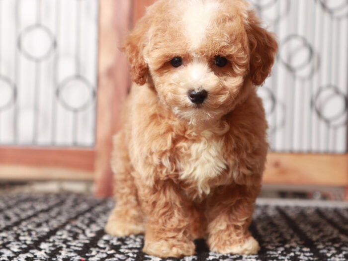 Turbo - Fun male F1B Poochon Puppy - Image 2