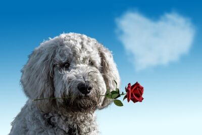 Valentines day Dog