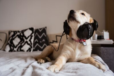 Dog wearing a headphones