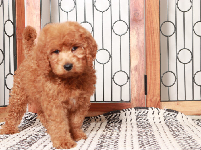 Vinny - Stunning Male Mini Red Goldendoodle Puppy