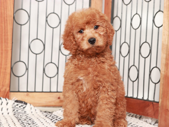 Vinny - Stunning Male Mini Red Goldendoodle Puppy - Image 2